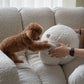 Baaah Sheep cushion