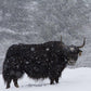 Yak Milk Block Soap